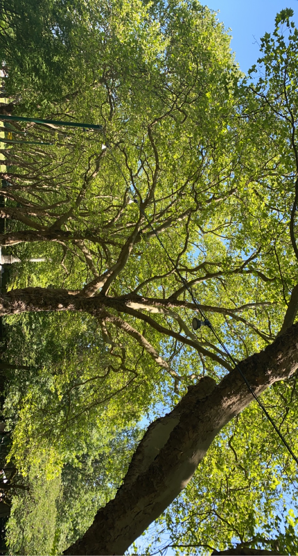 tree